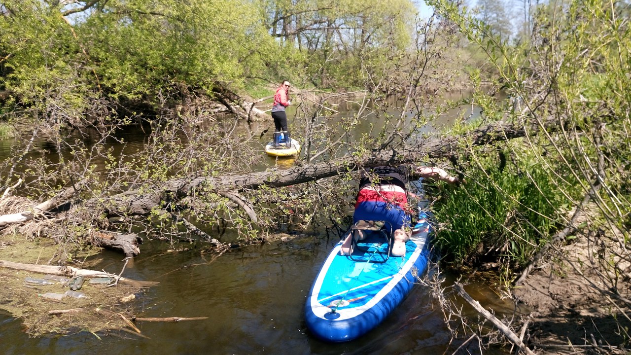 Северка верхняя
