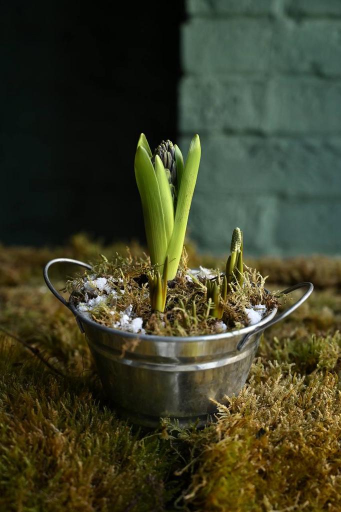 Композиция в ведерке «Грея»