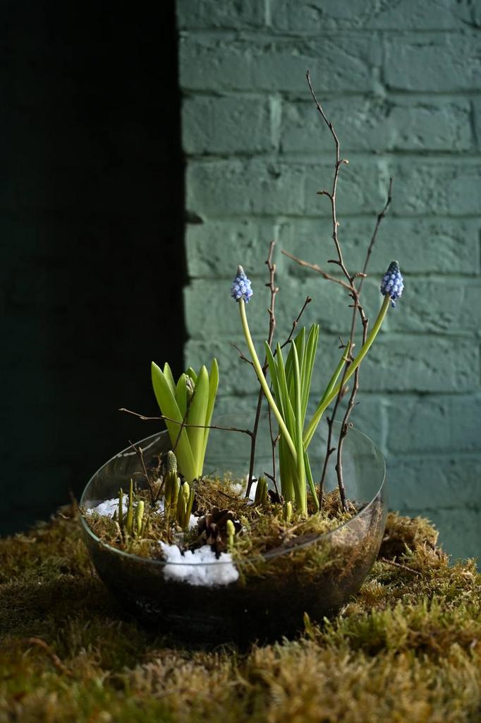 Луковичная композиция в стеклянной чаше «Ребекка»
