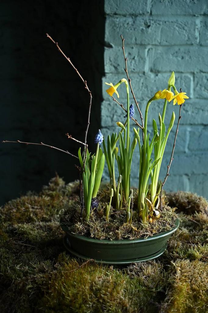 Луковичная композиция в керамическом кашпо «Мелисса»