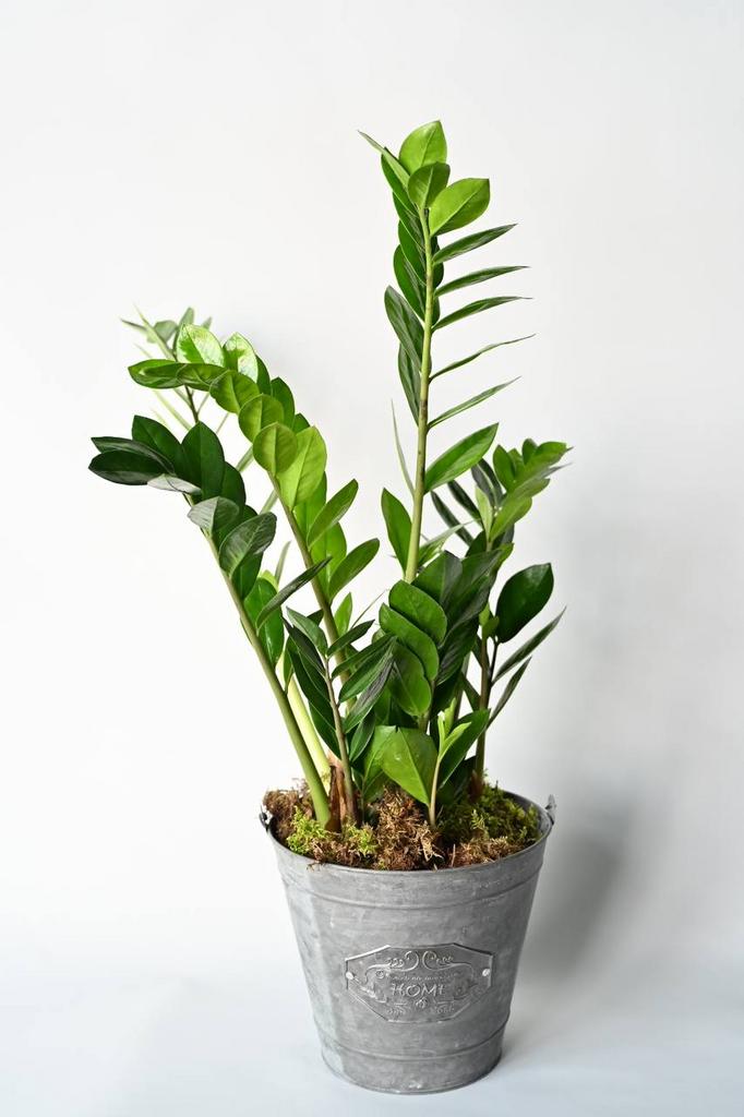 Замиокулькас