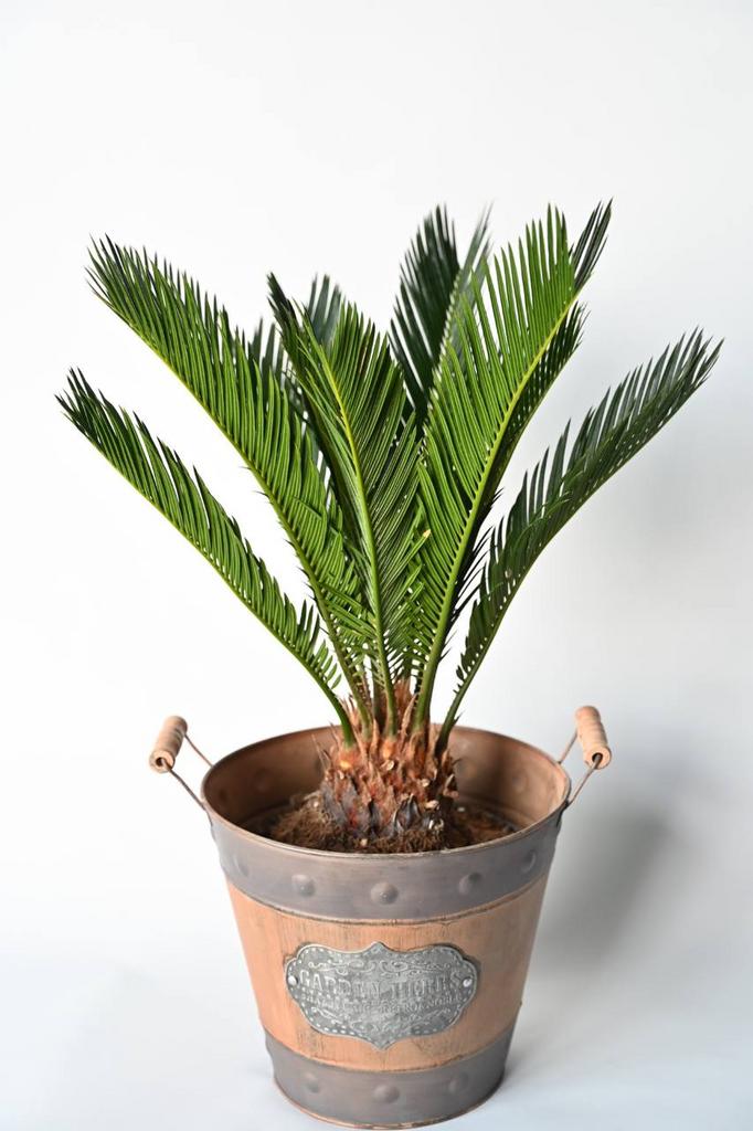 Цикас "Революта"