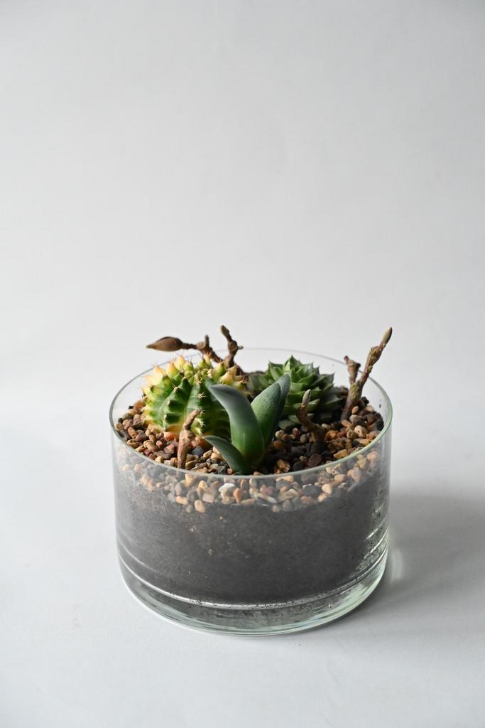 Суккуленты микс 2