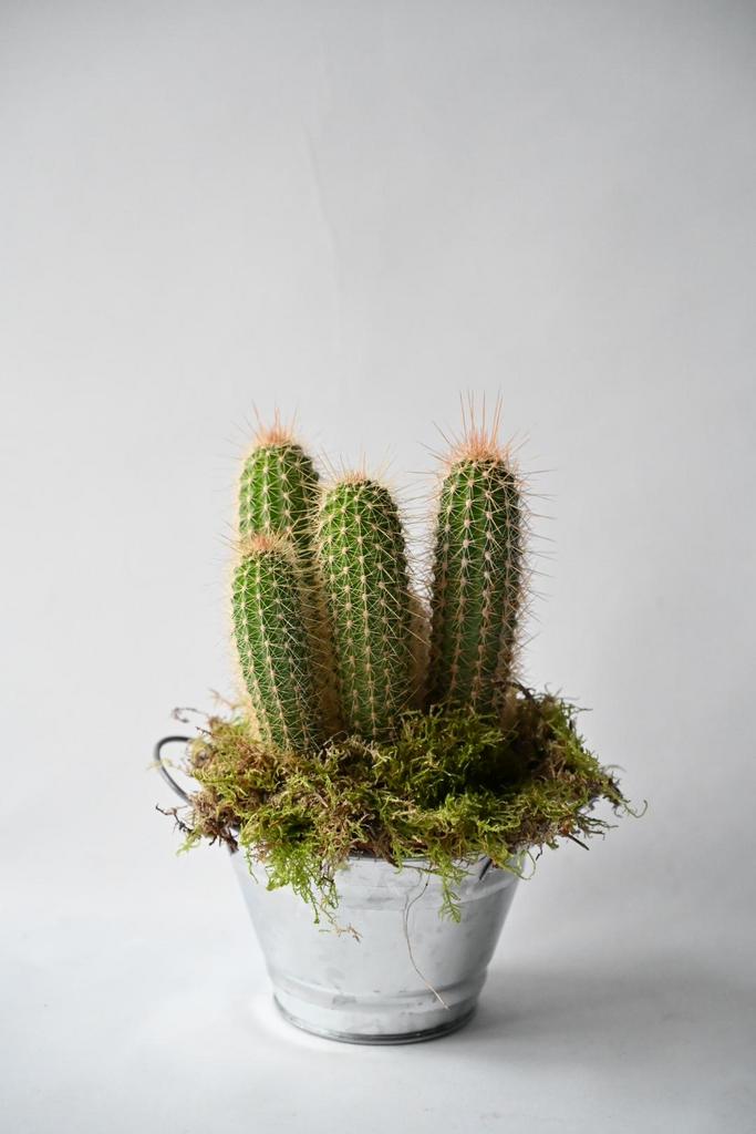 Кактус макси