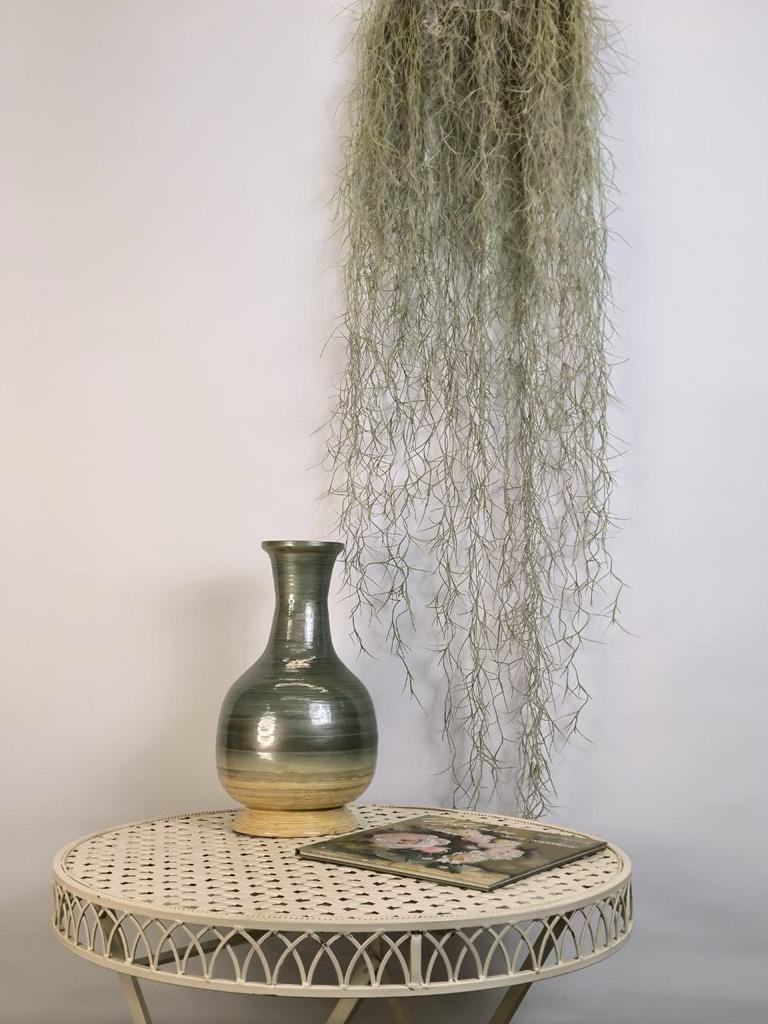 Тилландсия