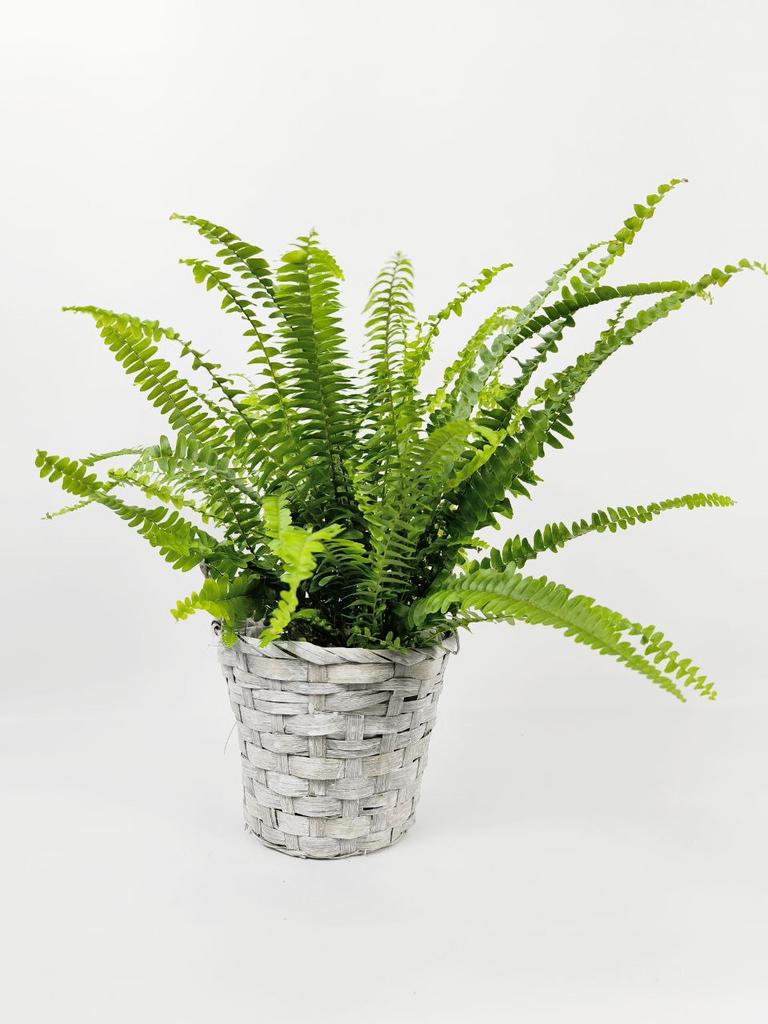 Нефролепис