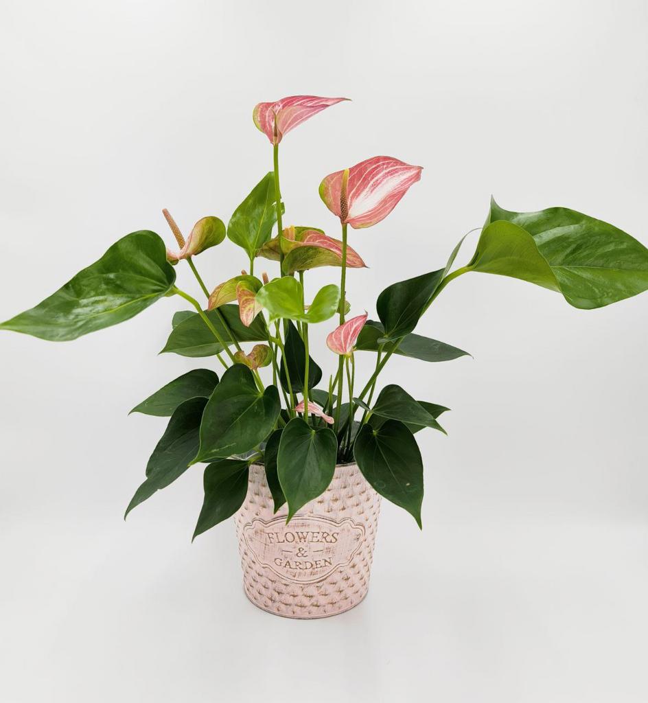 Антуриум Ливиум