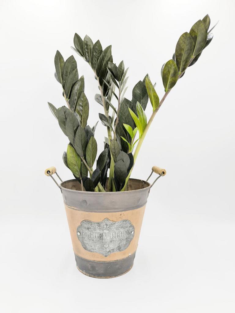 Замиакулькас черный