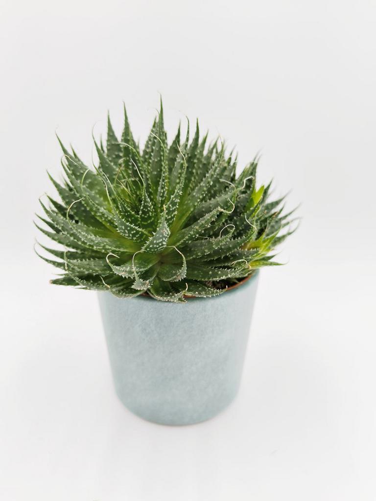 Алое Аристата