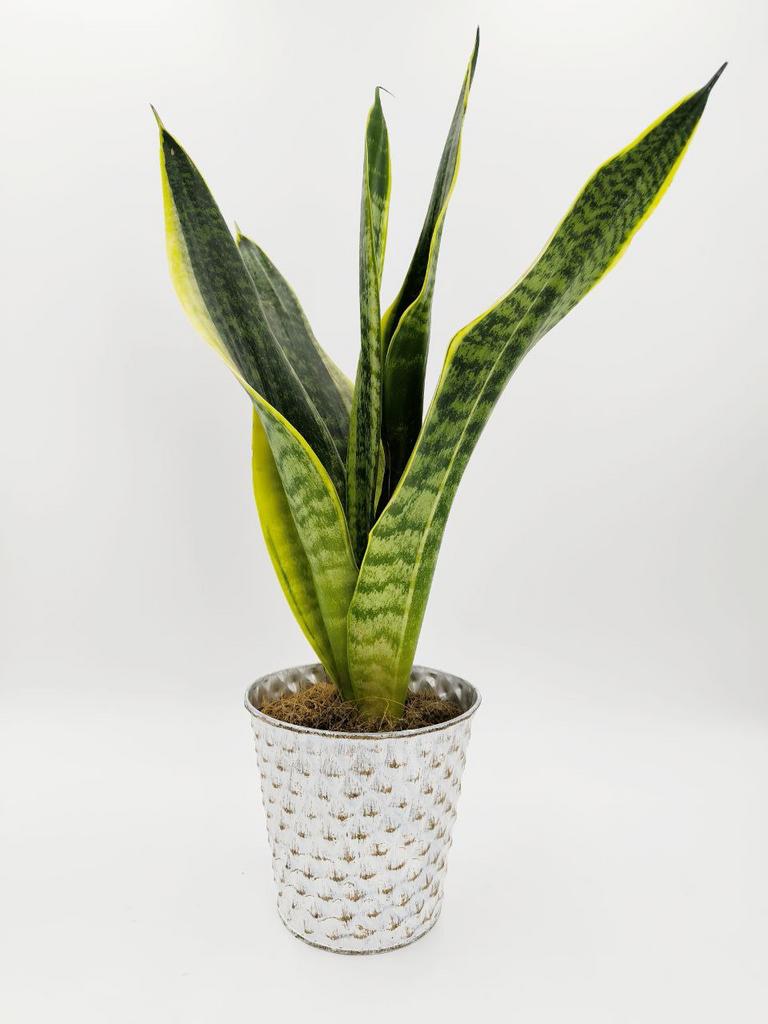 Сансевиерия