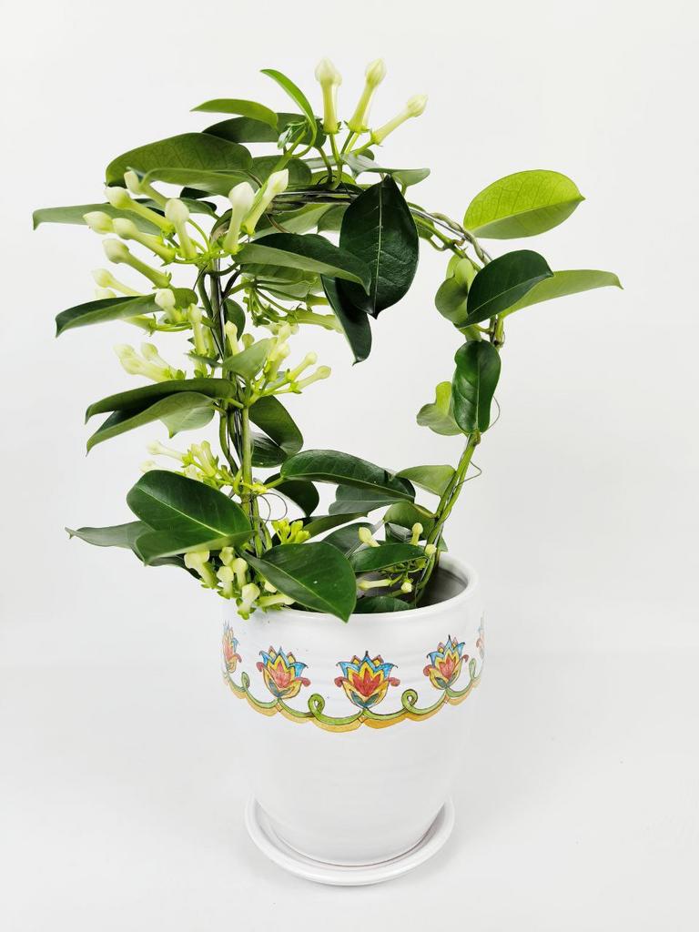 Стефанотис