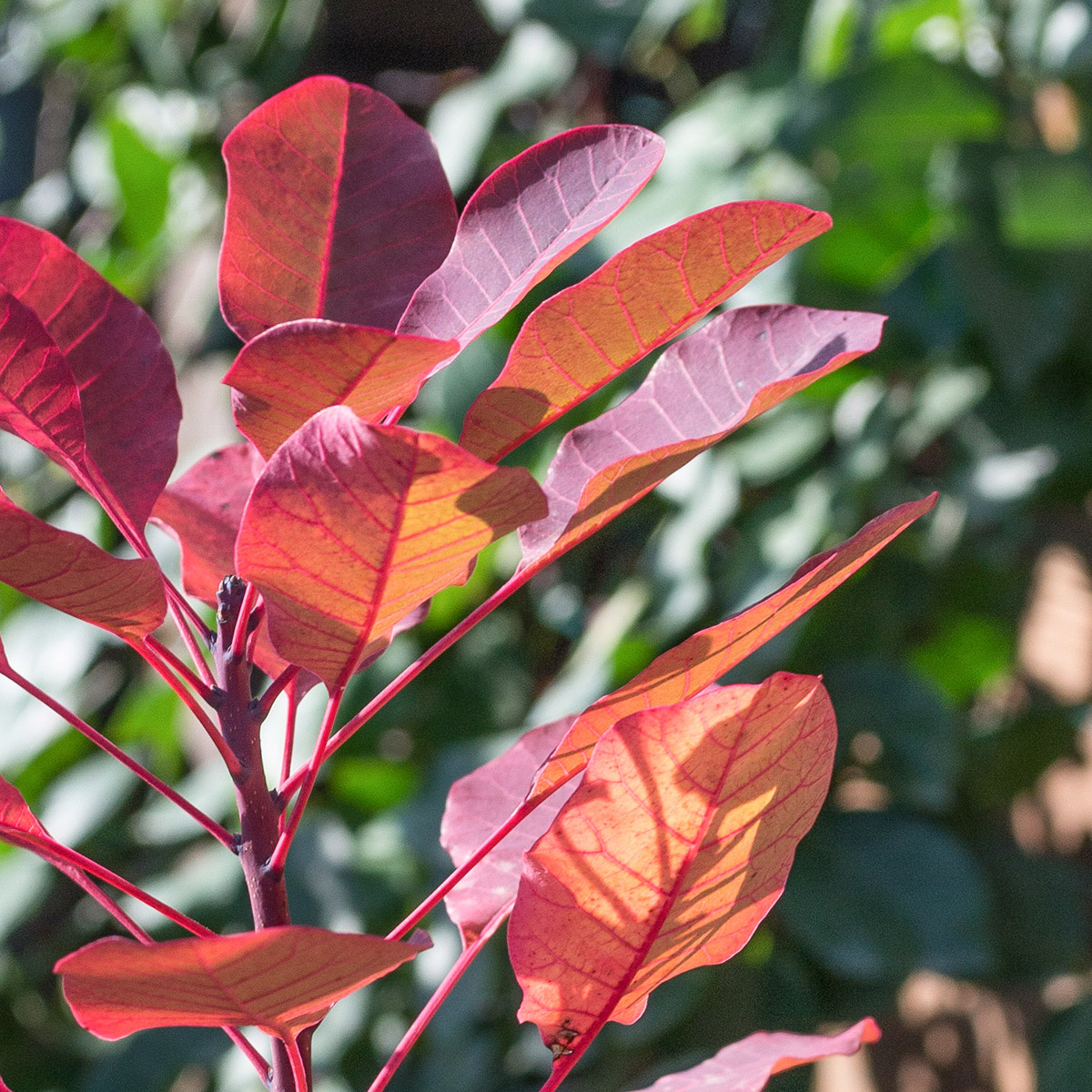 Тоник увлажняющий и отшелушивающий с фруктовыми кислотами и минералами