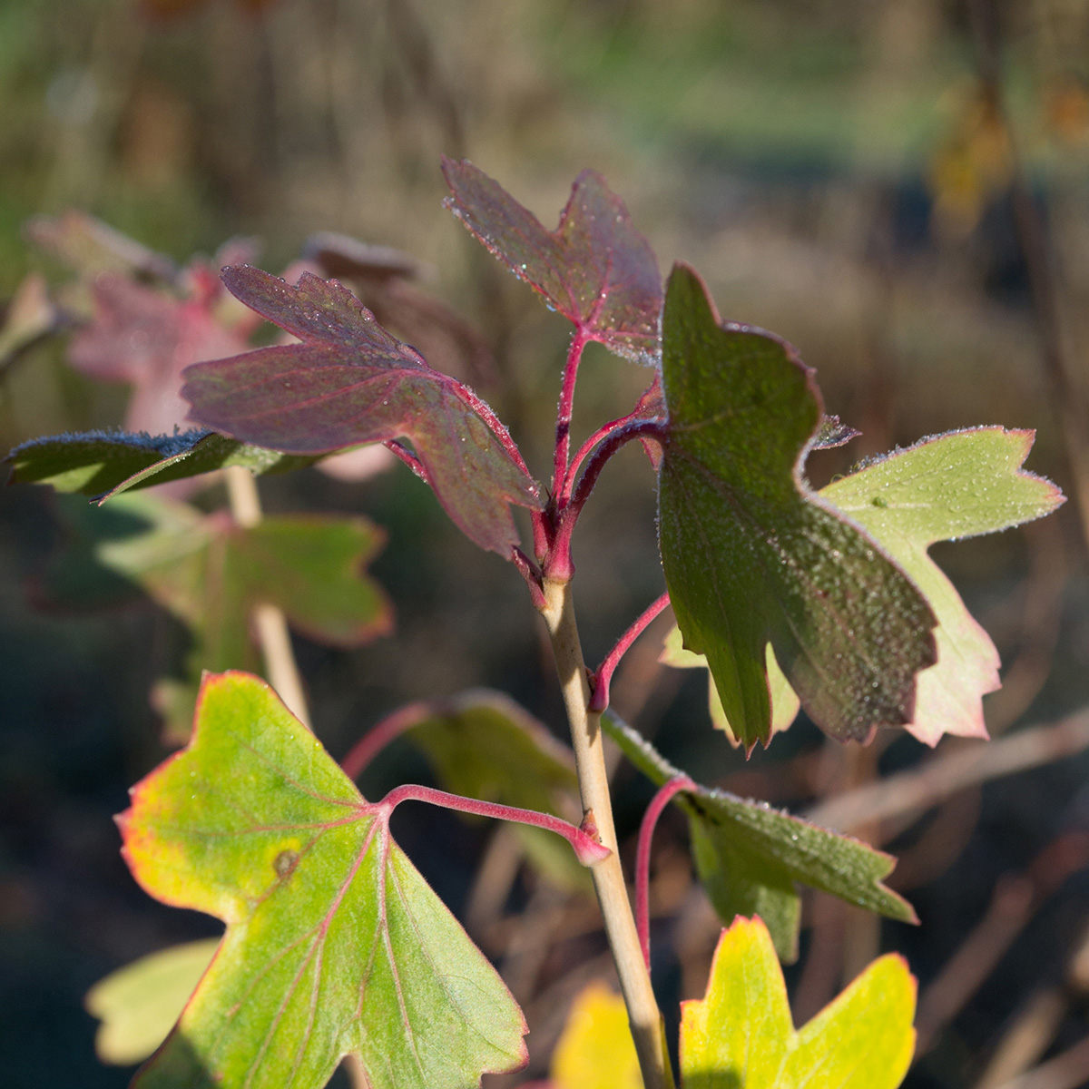 Заживляющий и увлажняющий лосьон после бритья