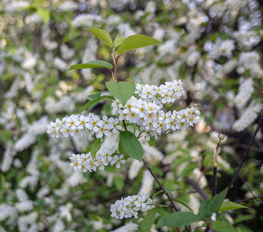 Гидролат черемухи