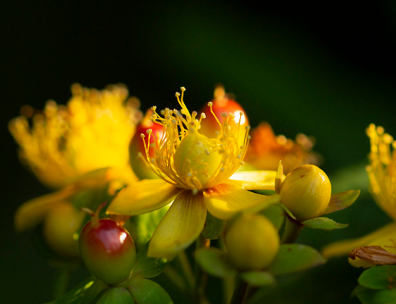 Гидролат зверобоя