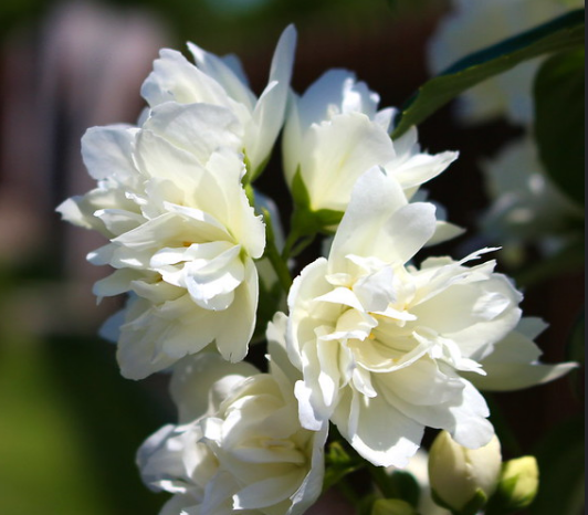 Гидролат чубушника