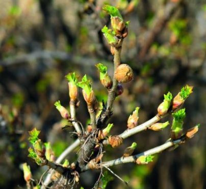 Гидролат черной смородины (листья и веточки)