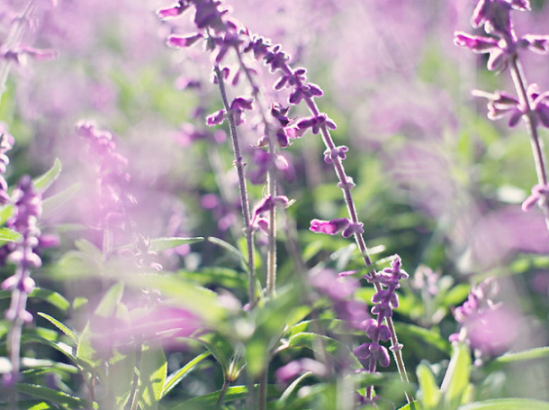 Гидролат шалфея лекарственного