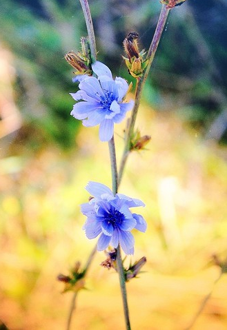 Гидролат цикория