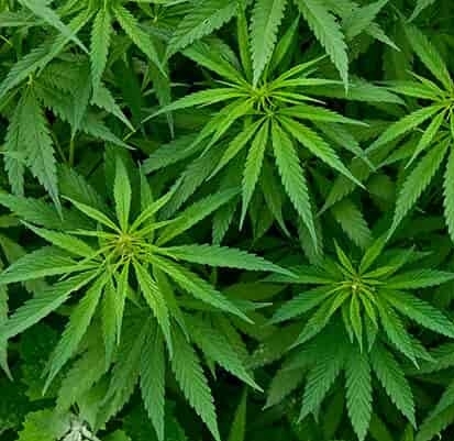 Гидролат конопли