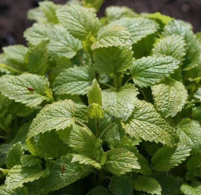 Гидролат мелиссы