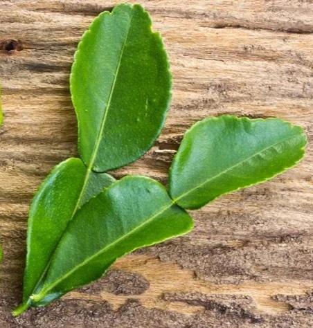 Гидролат  листьев Каффир-лайма