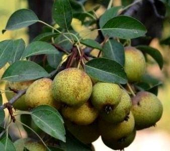 Гидролат плодов груши дикой