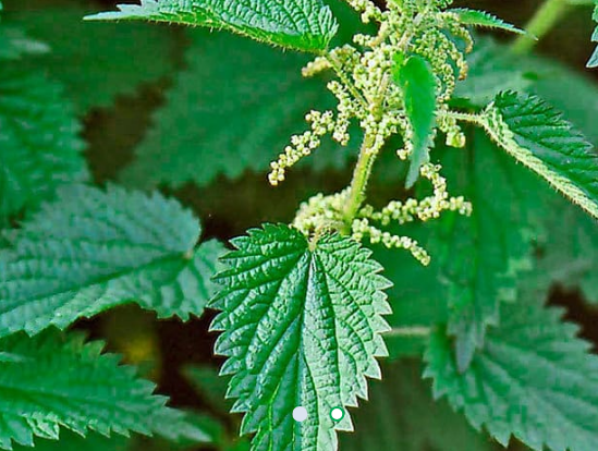 Гидролат крапивы