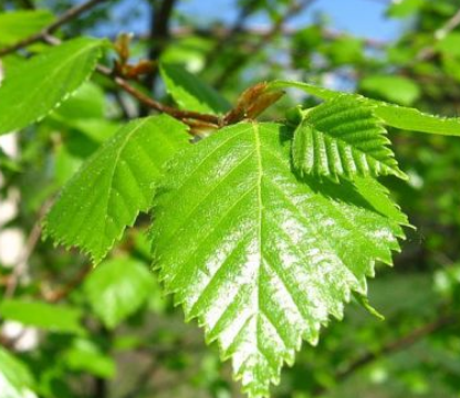 Гидролат листьев берёзы