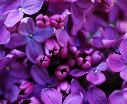 Гидролат сирени