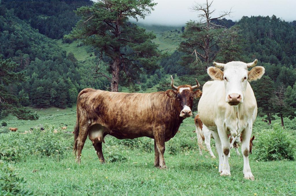 Кавказ сет 3