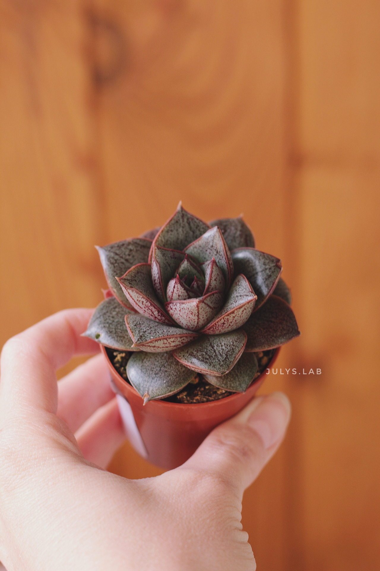 Пурпузорум d5