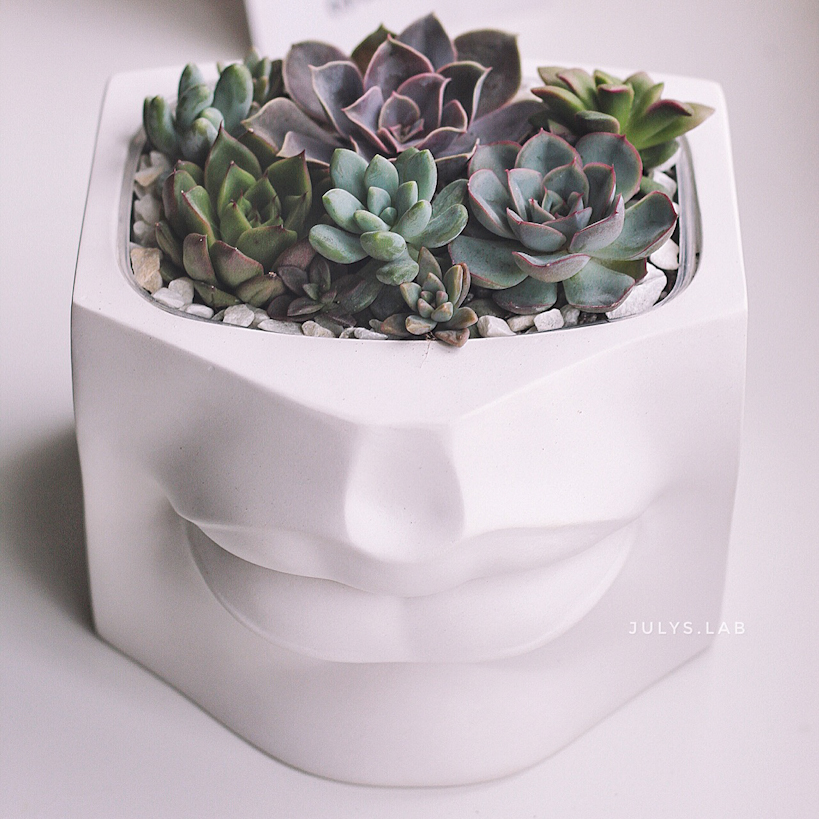 Садик в кашпо Губы