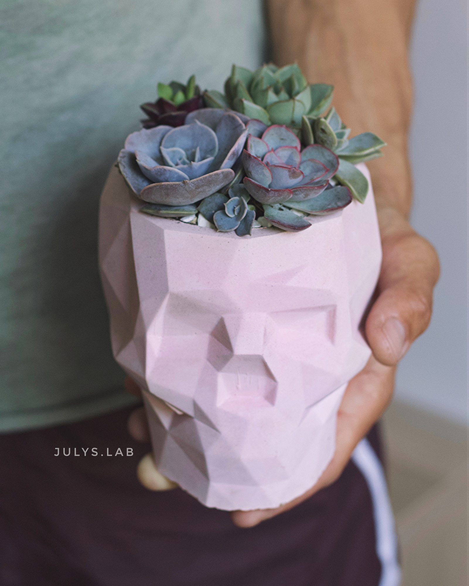 Садик в кашпо Череп Макси