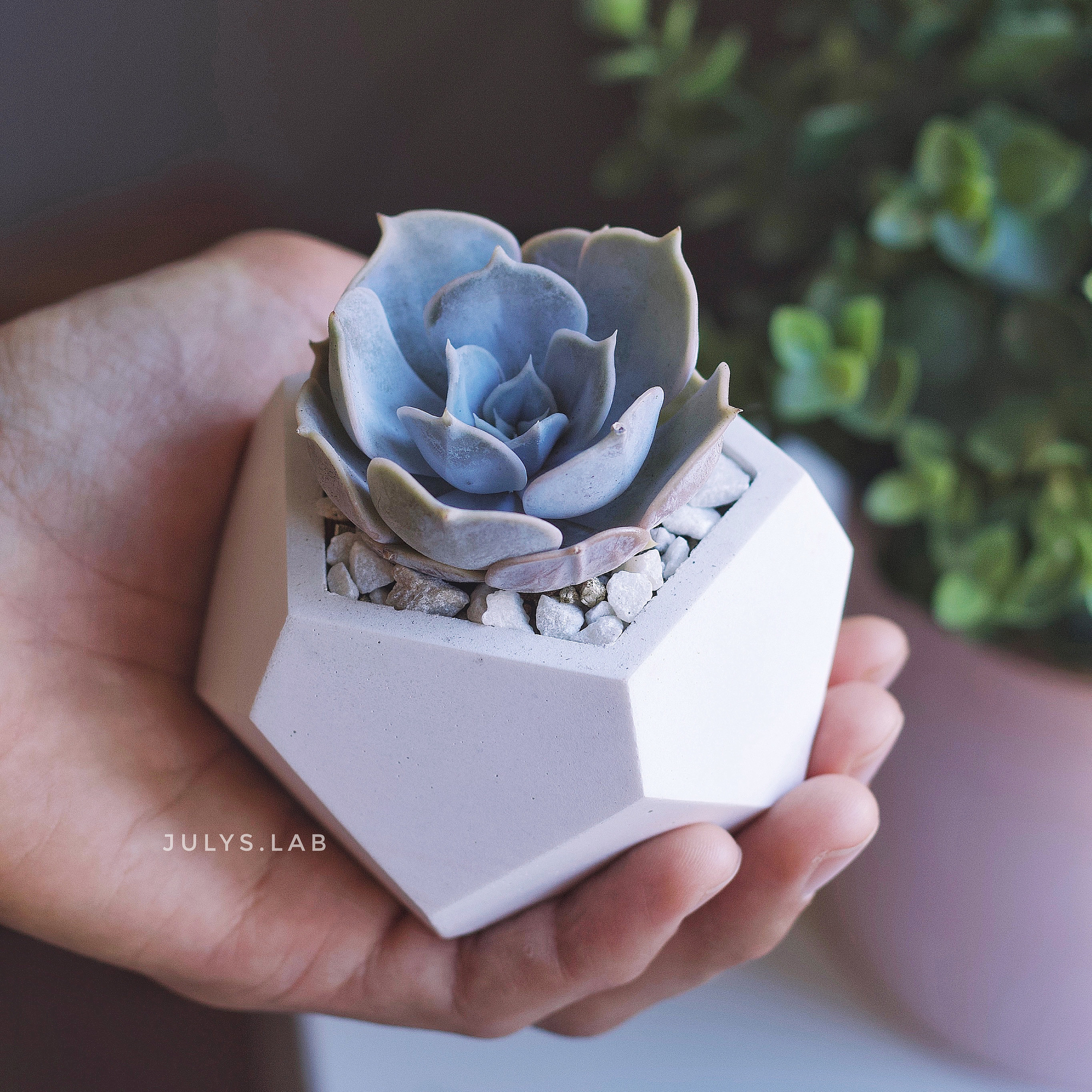 Лилацина в стоуне