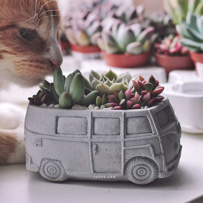 Садик в кашпо Калифорния