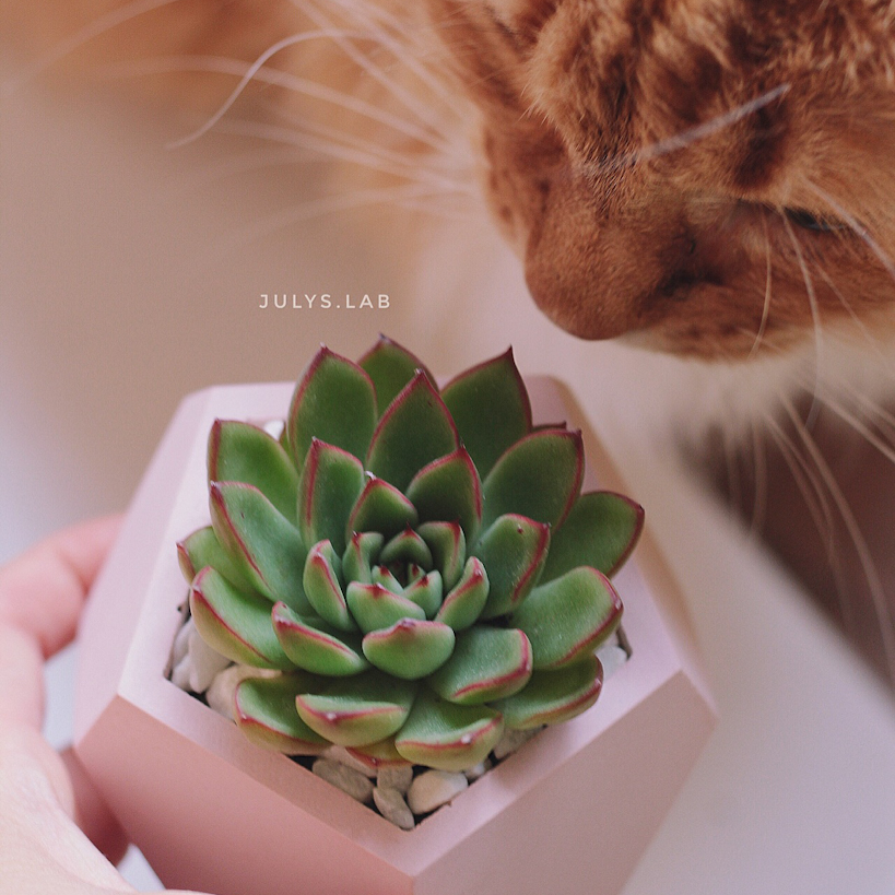 Суккулент в стоуне