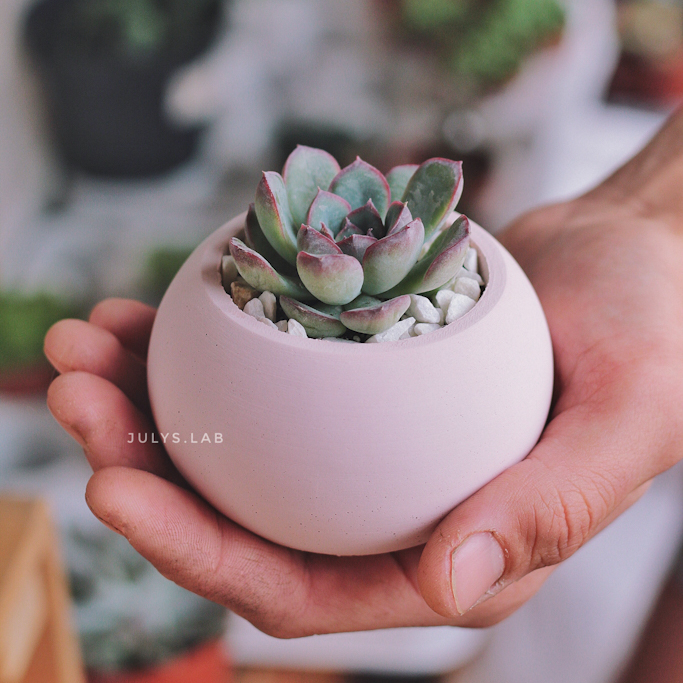 Пулидонис в шаре