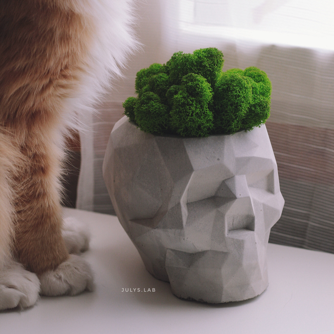 Череп Макси со мхом