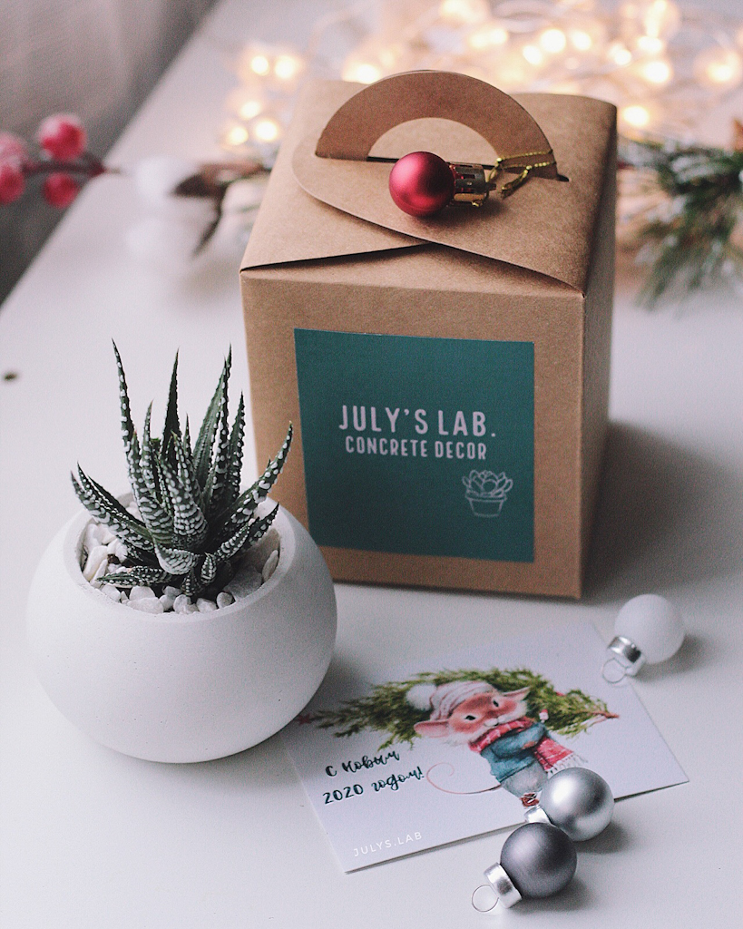 Хавортия в шаре Подарочный бокс