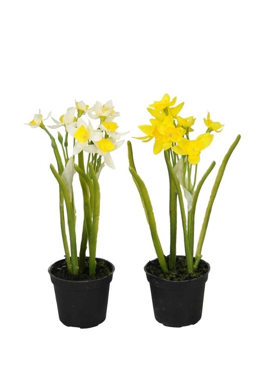 Нарцисс в горшке в ассортименте