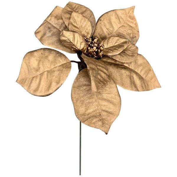 Пуансеттия золотая