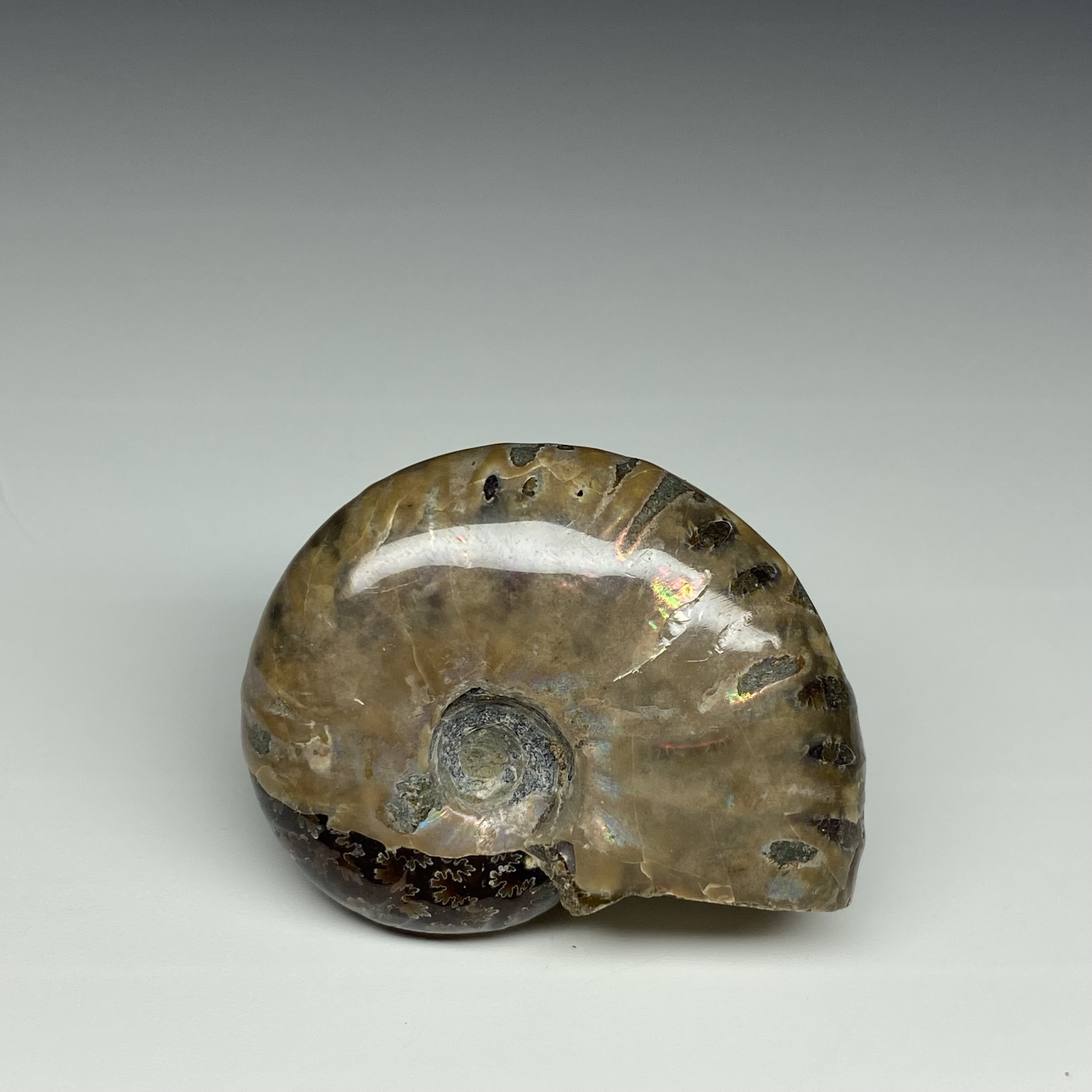 Аммонит с аммолитом