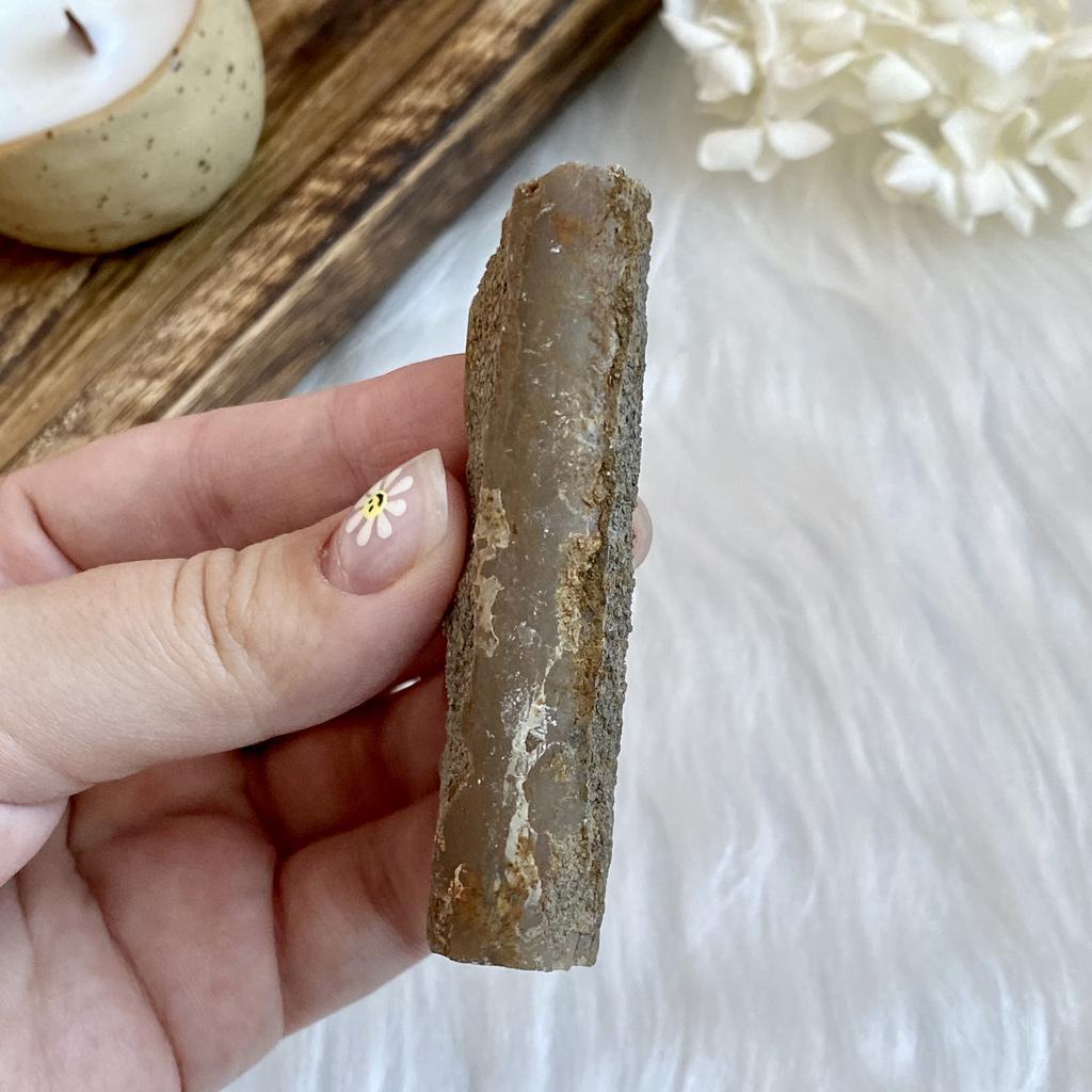 Ростр белемнита (s)