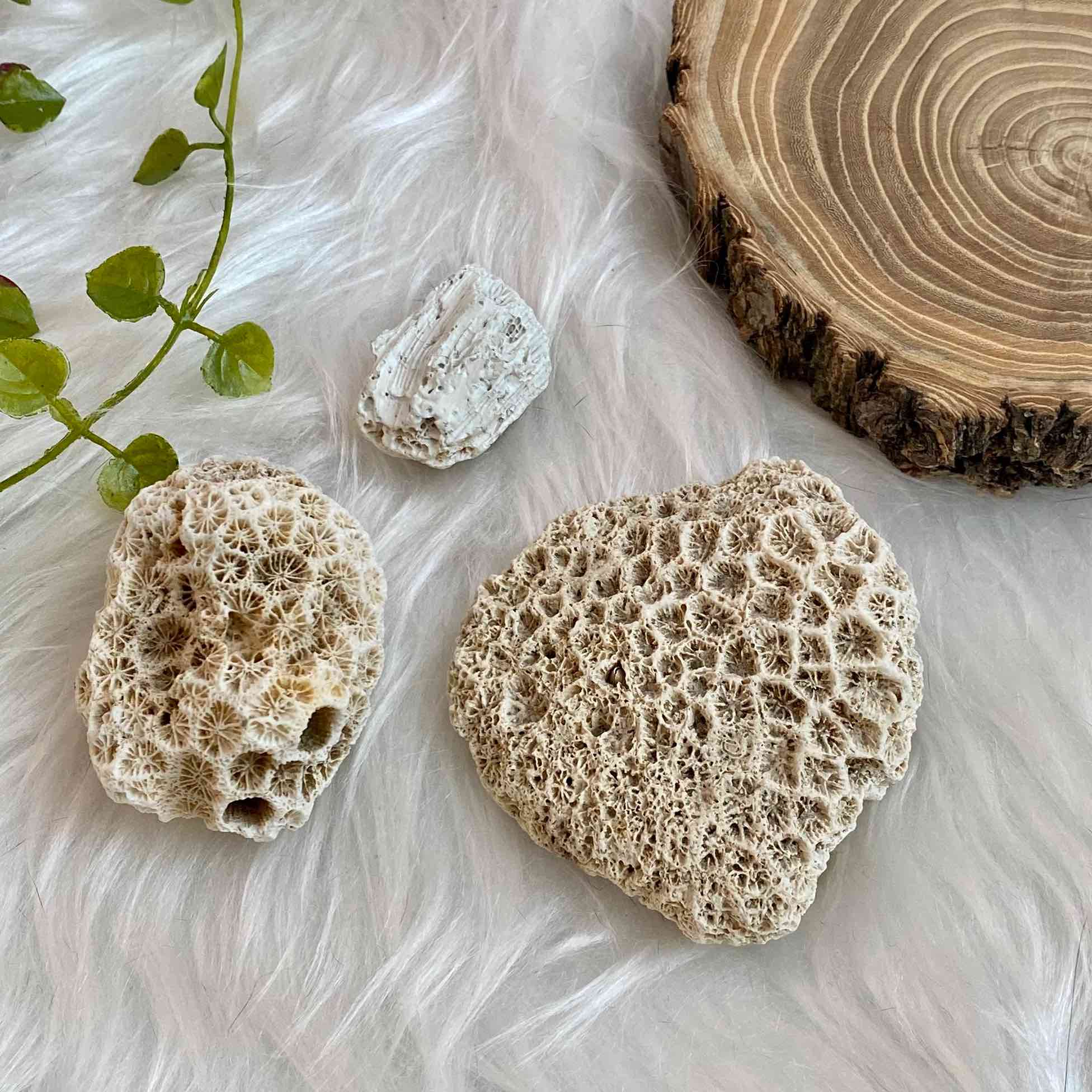 Натуральный коралл