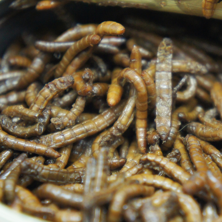 Мучной червь, 40 г.