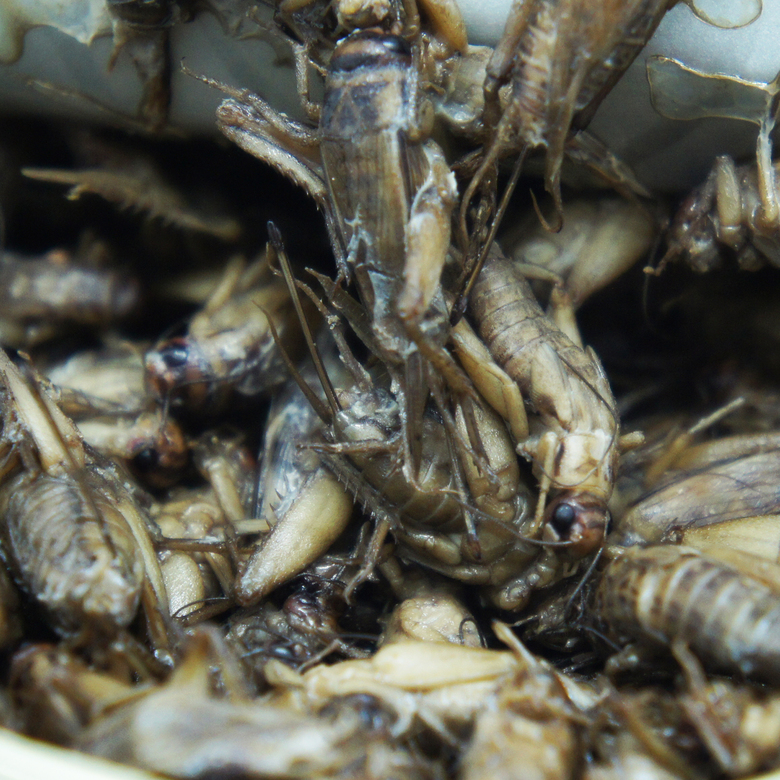 Сверчок домовой, 40 г.