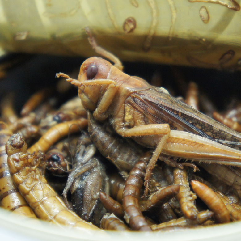 Экзомикс. Ассорти из насекомых, 40 г.