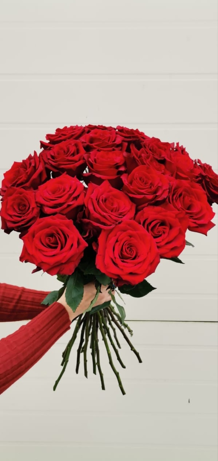 Роза Эксплорер