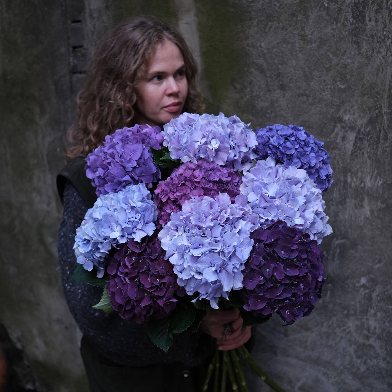 Гортензии голубые и фиолетовые